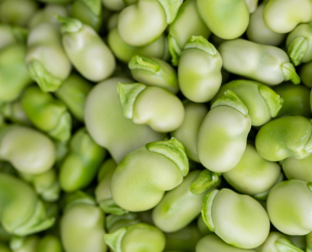 Broad (Fava) Beans, IQF