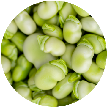 Broad (Fava) Beans, IQF
