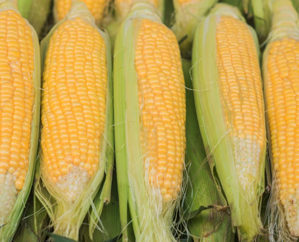 Corn on the cob Halves, IQF