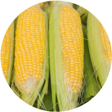 Corn on the cob Halves, IQF