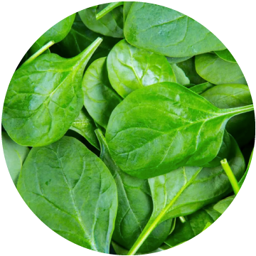 Spinach Leaf Portions, IQF