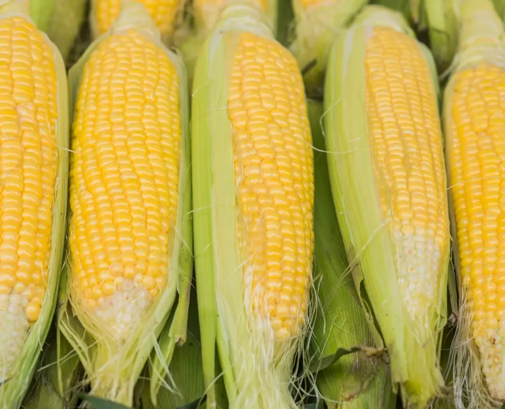 Corn on the cob Halves, IQF